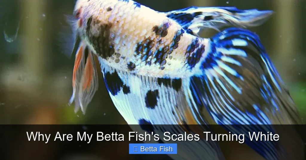 Why Are My Betta Fish's Scales Turning White