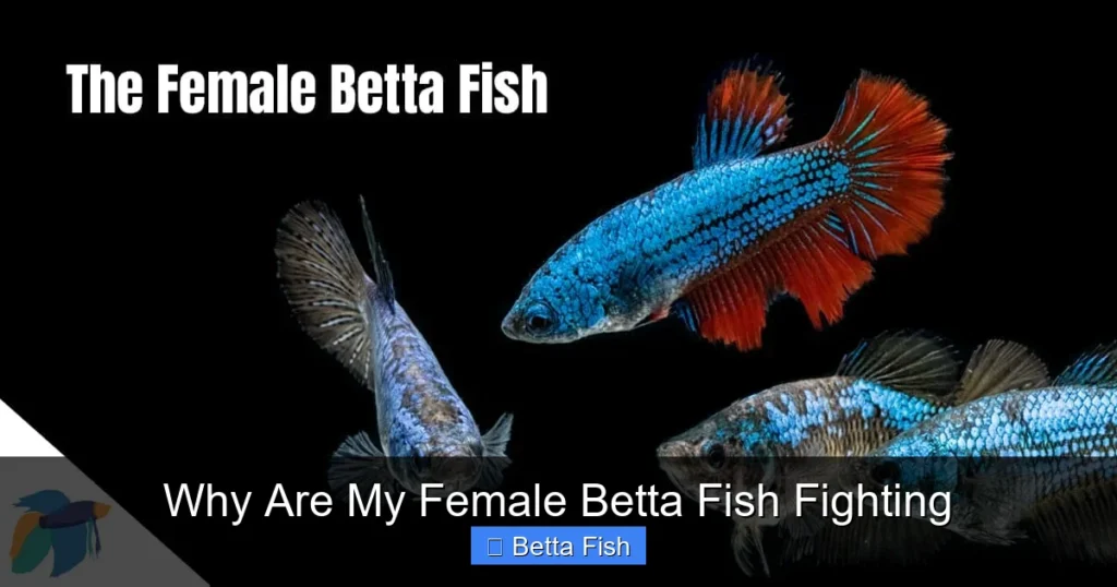 Why Are My Female Betta Fish Fighting