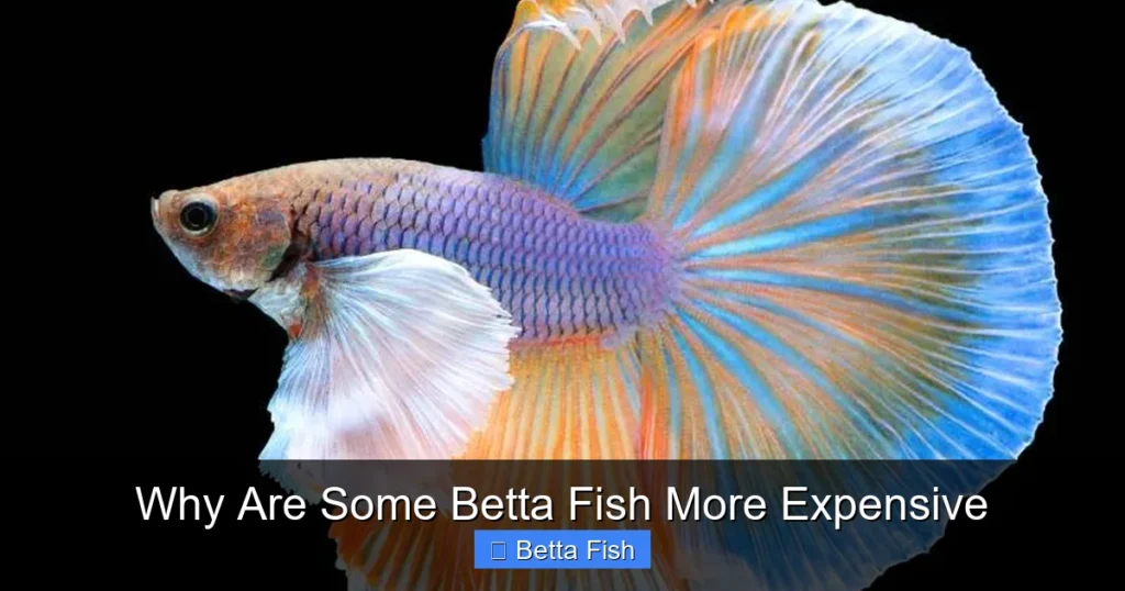 Why Are Some Betta Fish More Expensive