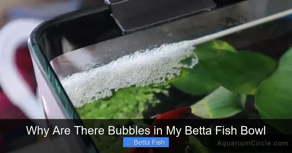 Why Are There Bubbles in My Betta Fish Bowl