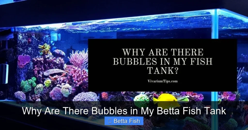 Why Are There Bubbles in My Betta Fish Tank