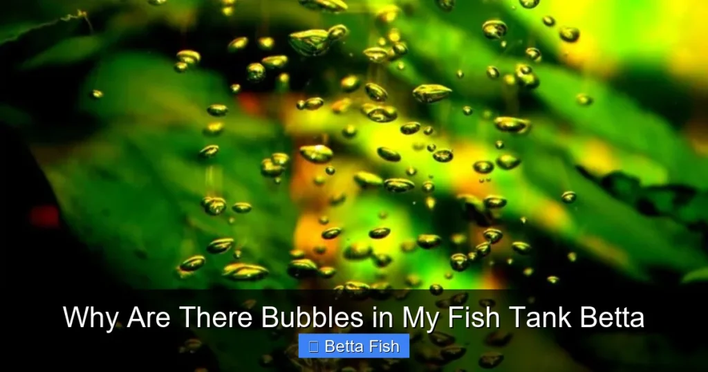 Why Are There Bubbles in My Fish Tank Betta