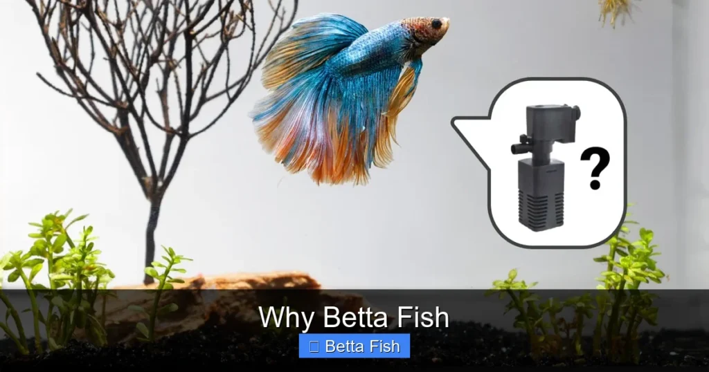 Why Betta Fish