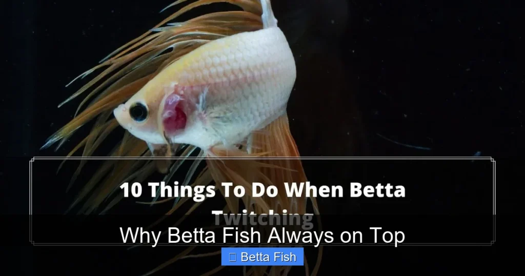 Why Betta Fish Always on Top