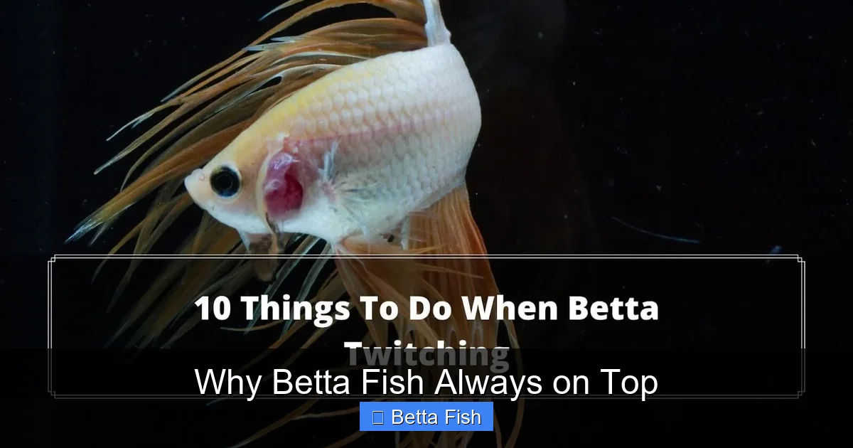 Why Betta Fish Always on Top