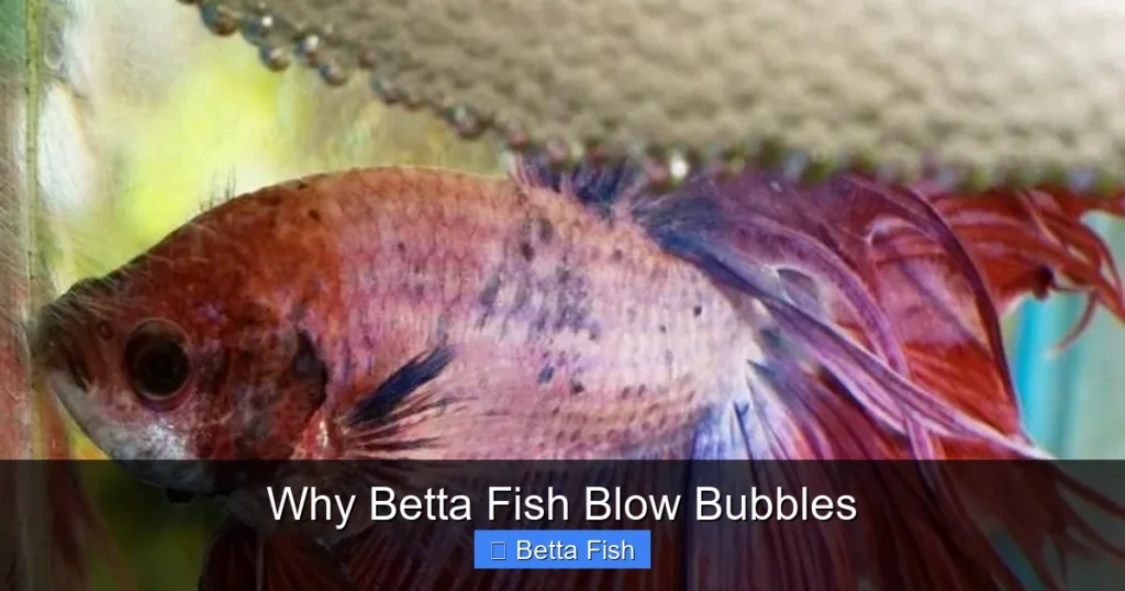 Why Betta Fish Blow Bubbles