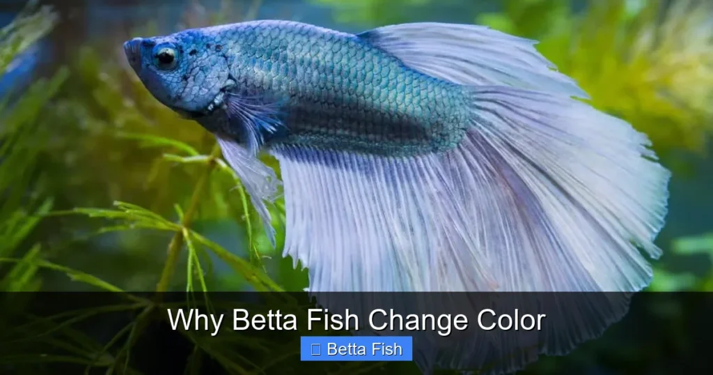 Why Betta Fish Change Color