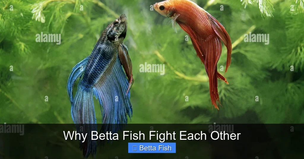 Why Betta Fish Fight Each Other