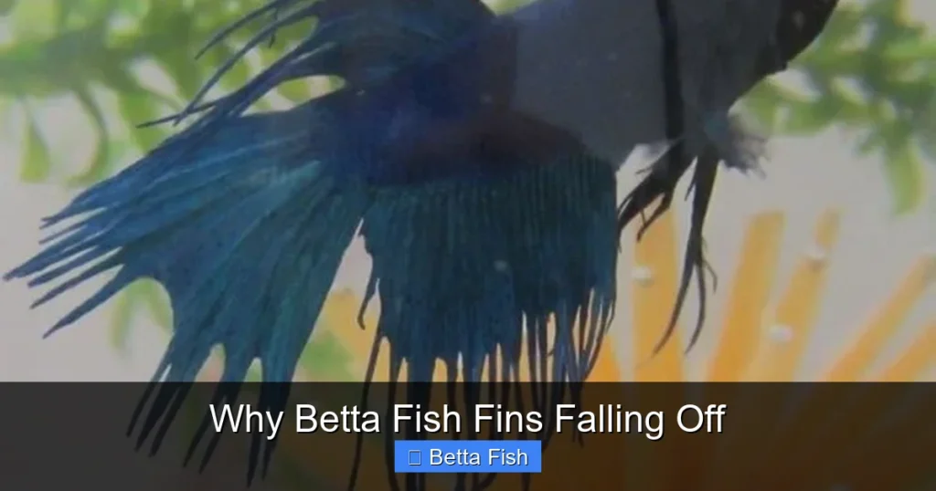 Why Betta Fish Fins Falling Off