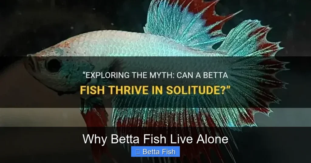 Why Betta Fish Live Alone
