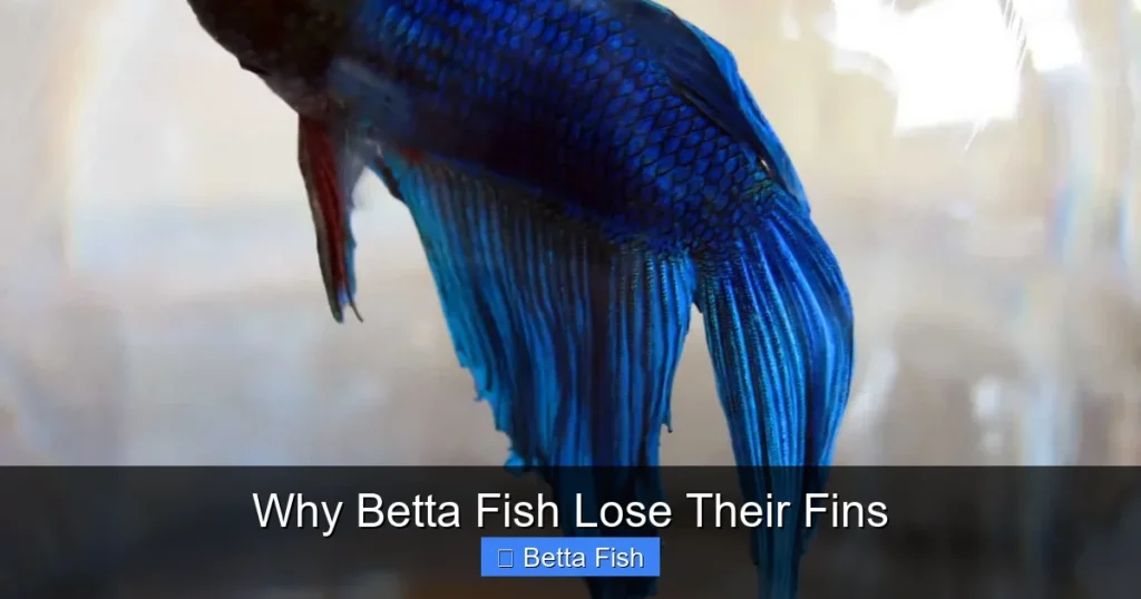 Why Betta Fish Lose Their Fins