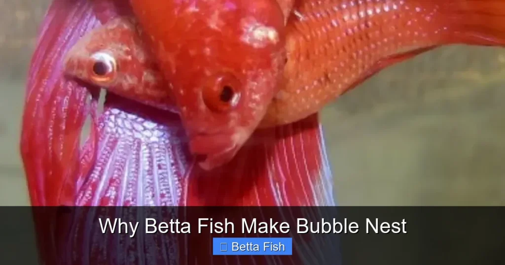 Why Betta Fish Make Bubble Nest