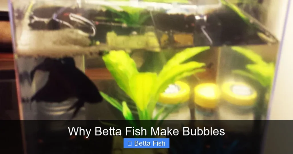 Why Betta Fish Make Bubbles