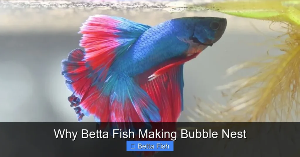 Why Betta Fish Making Bubble Nest