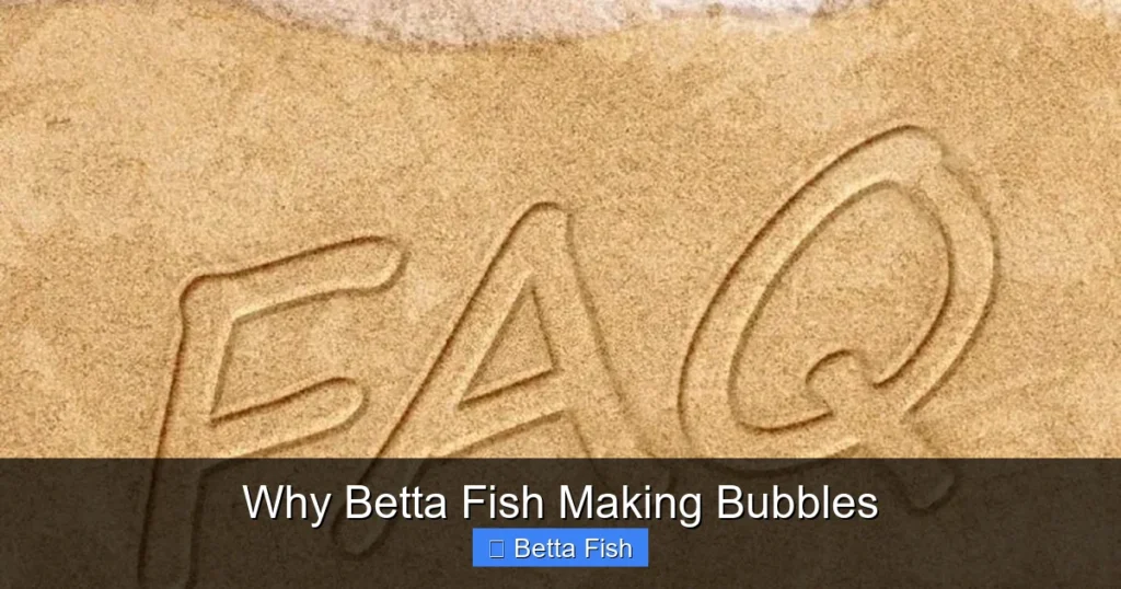 Why Betta Fish Making Bubbles