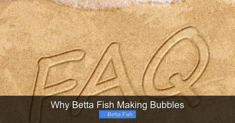 Why Betta Fish Making Bubbles