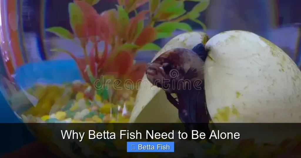 Why Betta Fish Need to Be Alone