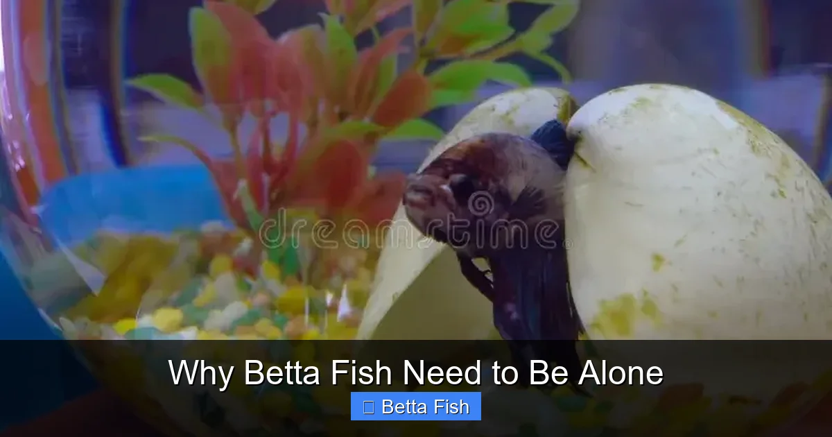 Why Betta Fish Need to Be Alone