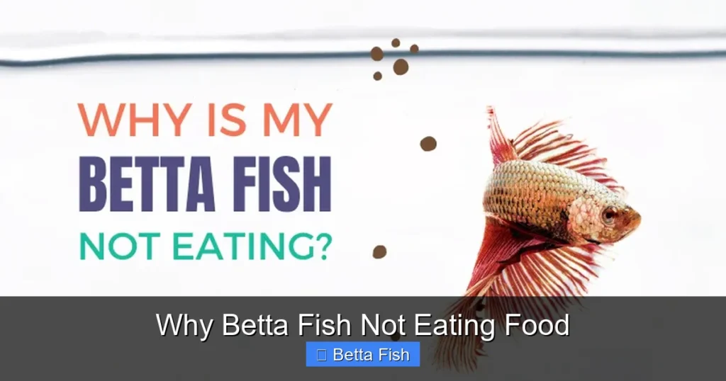 Why Betta Fish Not Eating Food