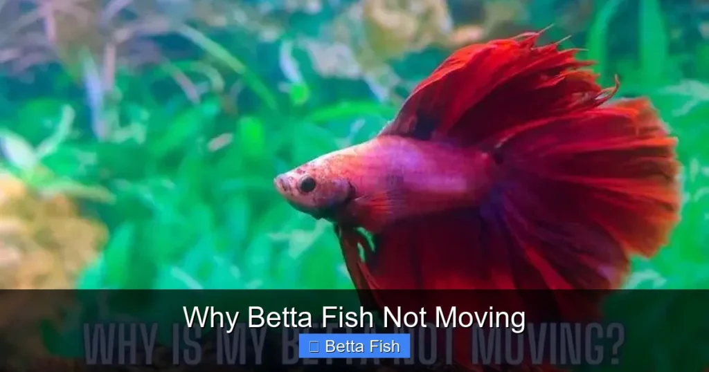 Why Betta Fish Not Moving