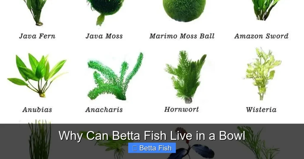 Why Can Betta Fish Live in a Bowl