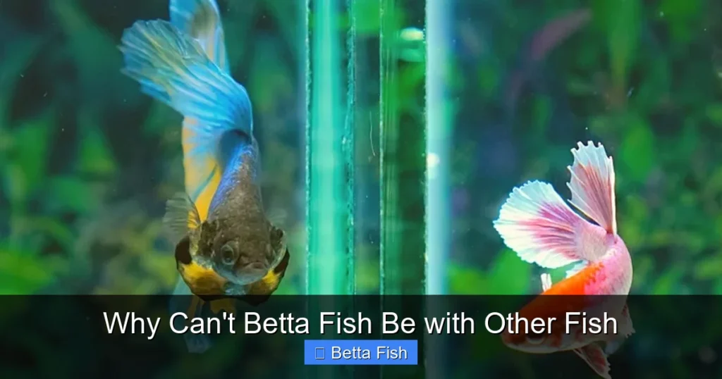 Why Can't Betta Fish Be with Other Fish