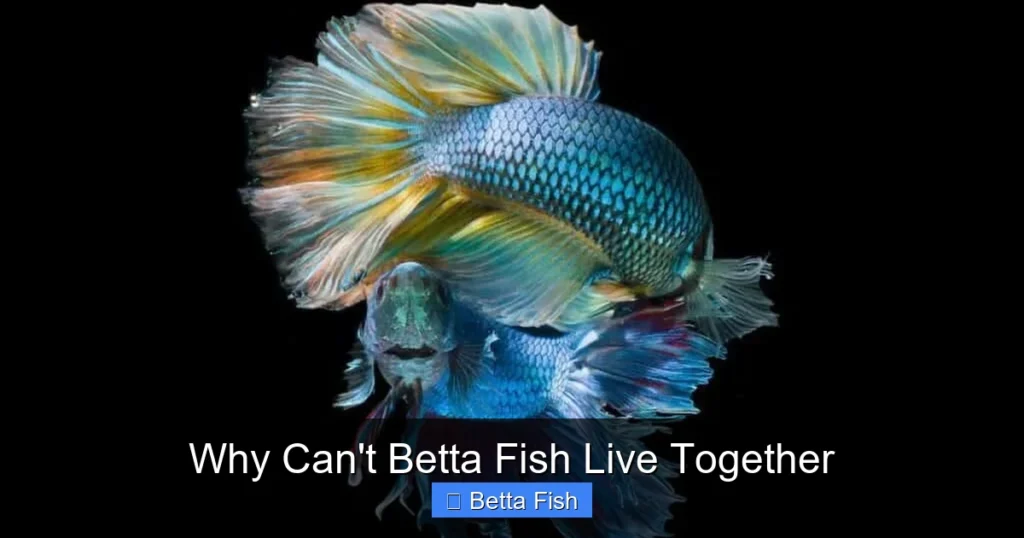 Why Can't Betta Fish Live Together