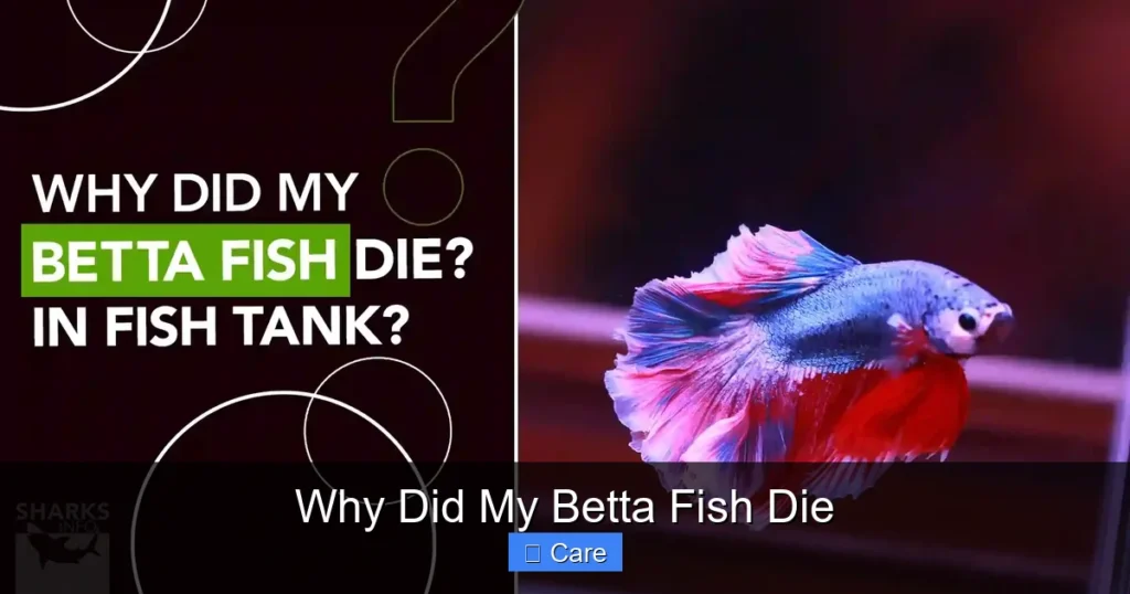Why Did My Betta Fish Die