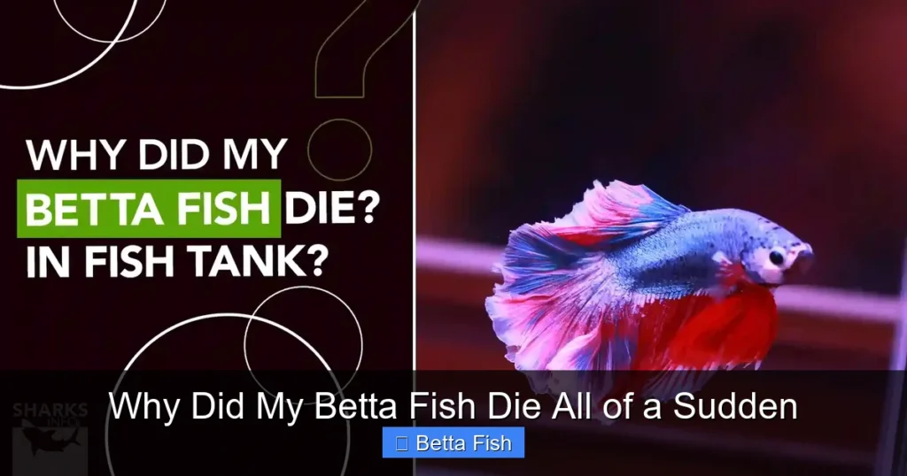 Why Did My Betta Fish Die All of a Sudden