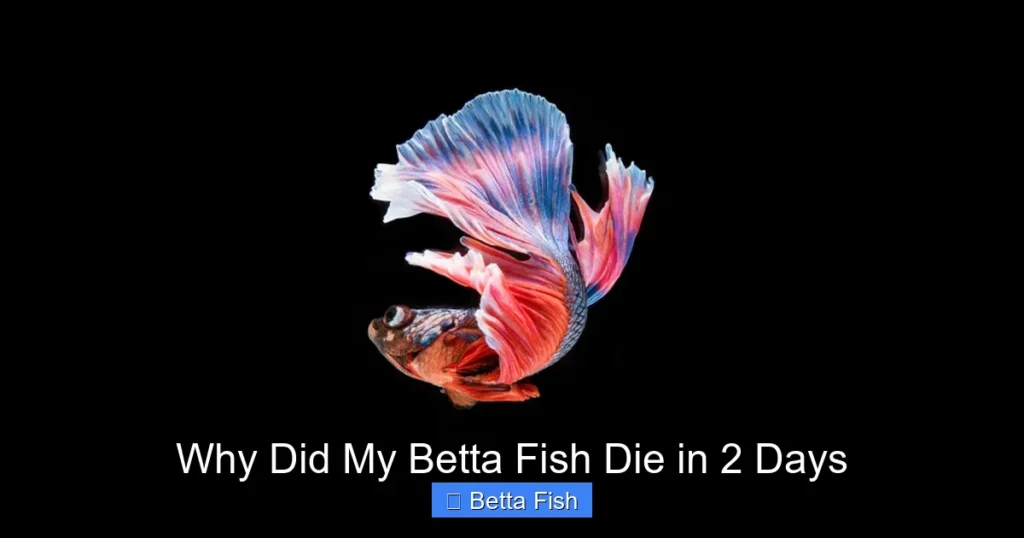 Why Did My Betta Fish Die in 2 Days