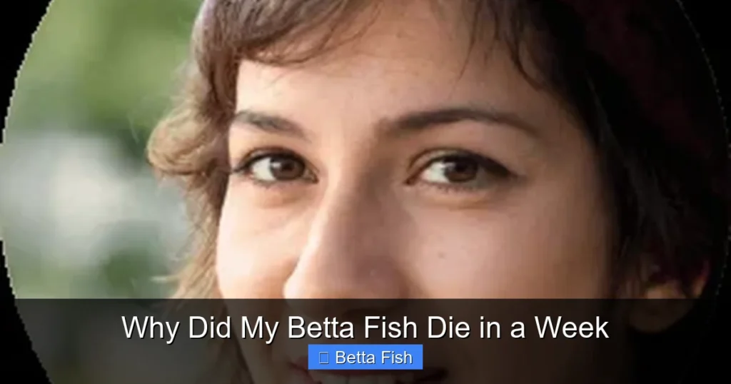 Why Did My Betta Fish Die in a Week