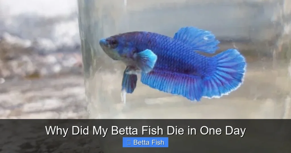 Why Did My Betta Fish Die in One Day
