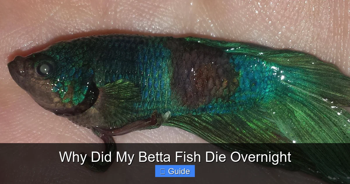 Why Did My Betta Fish Die Overnight