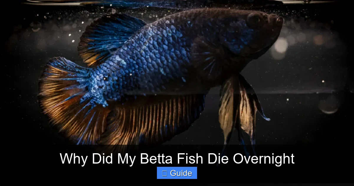 Why Did My Betta Fish Die Overnight