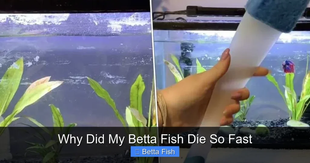 Why Did My Betta Fish Die So Fast