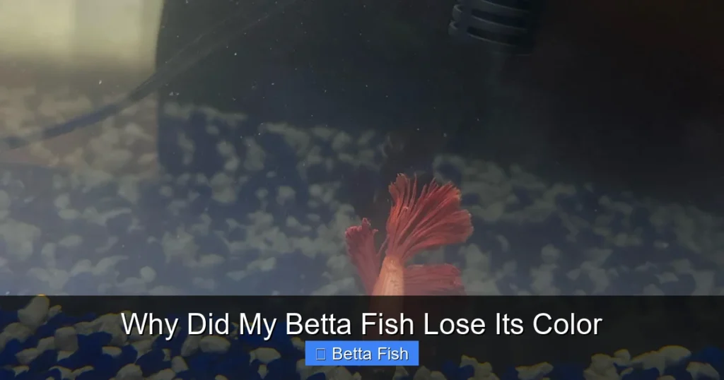 Why Did My Betta Fish Lose Its Color