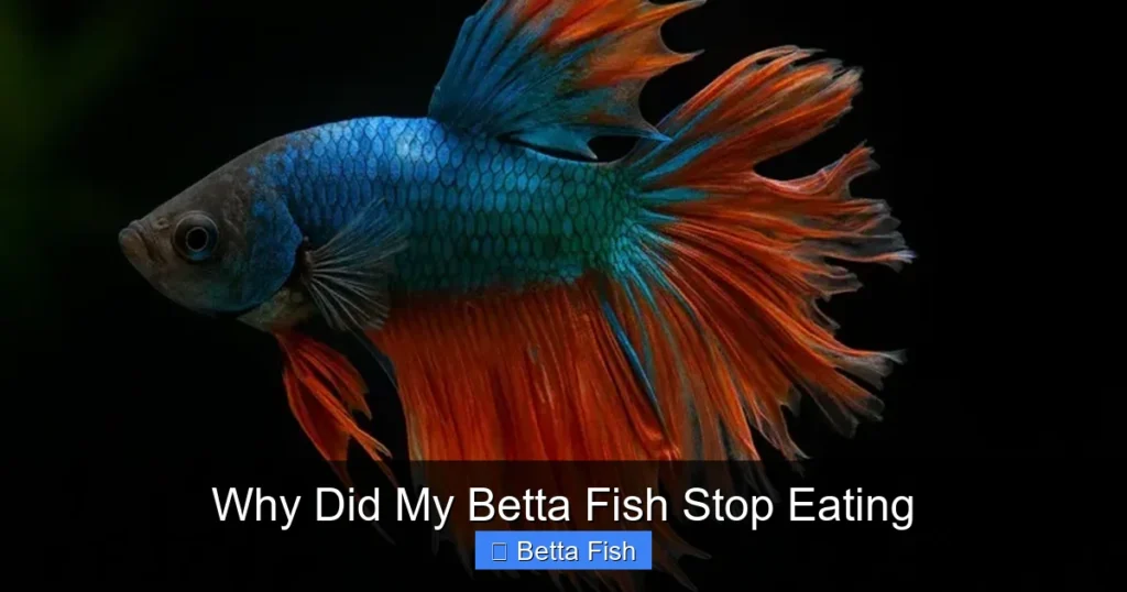 Why Did My Betta Fish Stop Eating