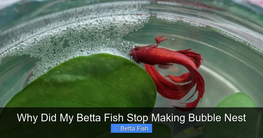 Why Did My Betta Fish Stop Making Bubble Nest