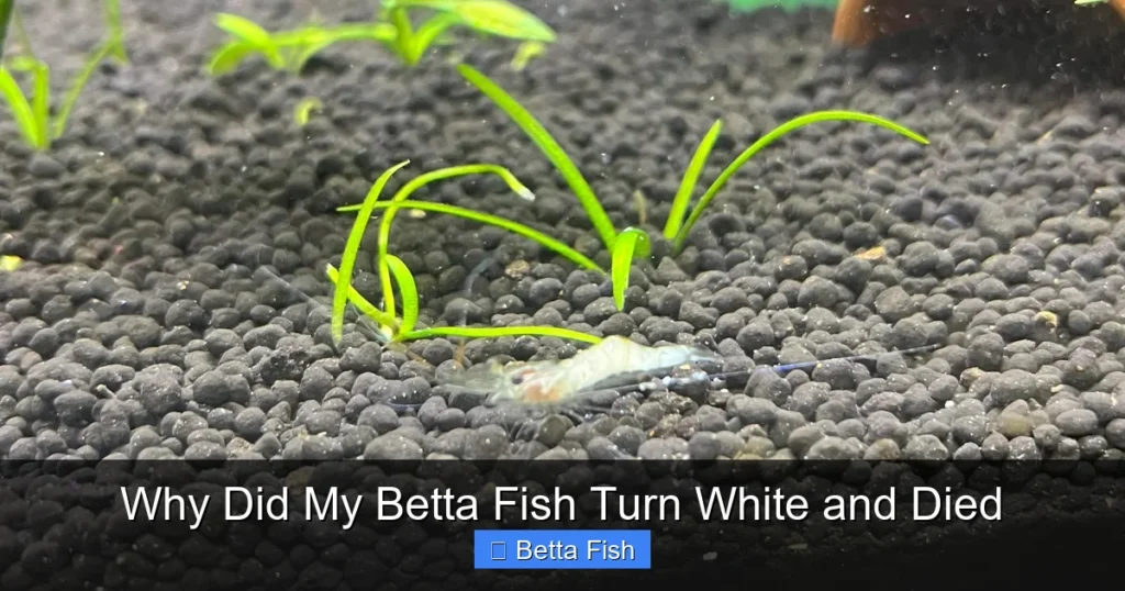 Why Did My Betta Fish Turn White and Died
