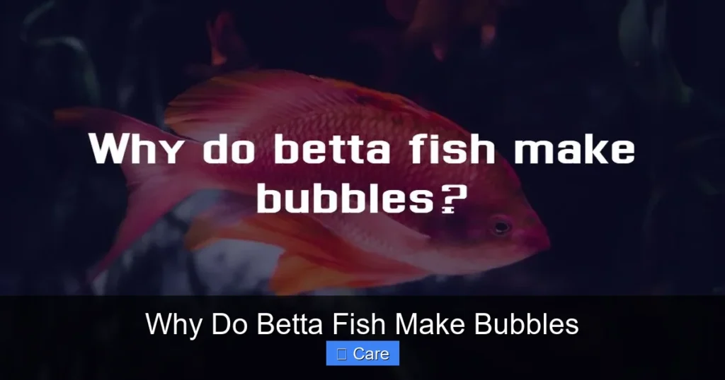 Why Do Betta Fish Make Bubbles
