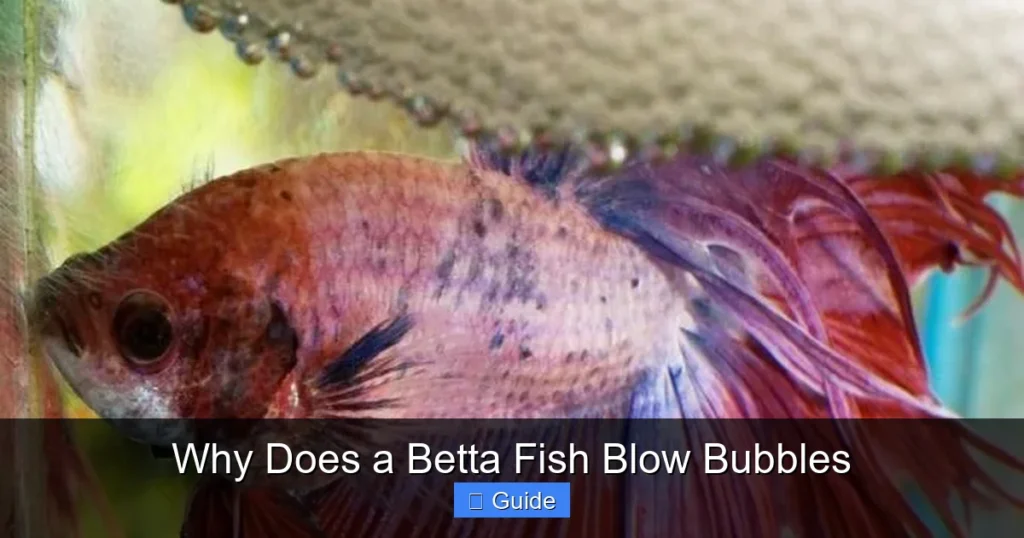 Why Does a Betta Fish Blow Bubbles