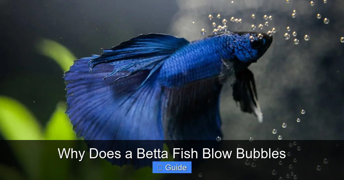 Why Does a Betta Fish Blow Bubbles