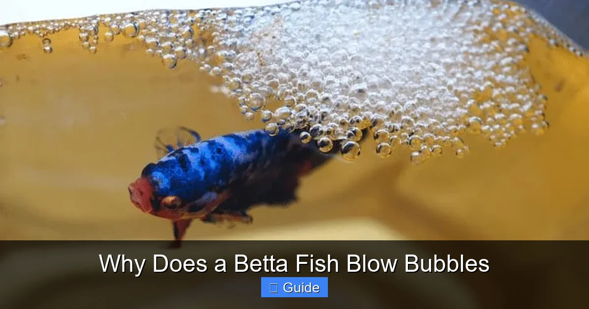 Why Does a Betta Fish Blow Bubbles