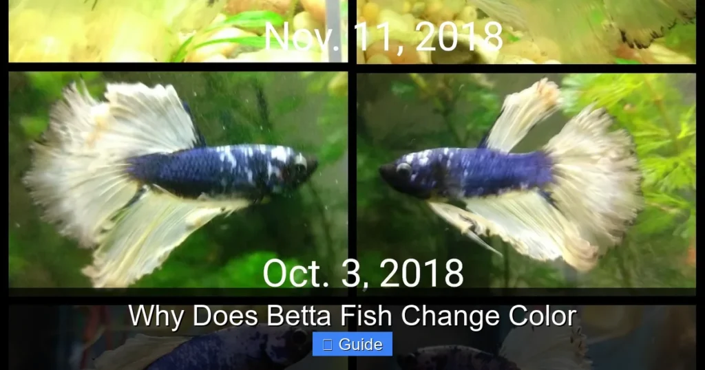 Why Does Betta Fish Change Color