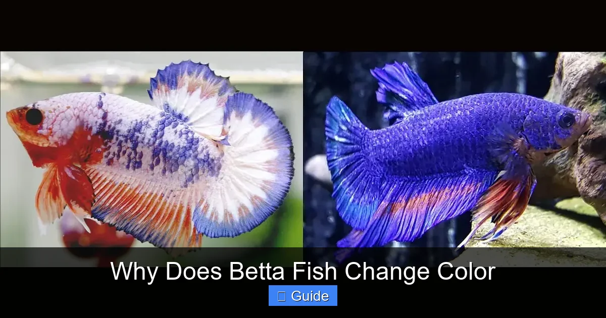 Why Does Betta Fish Change Color