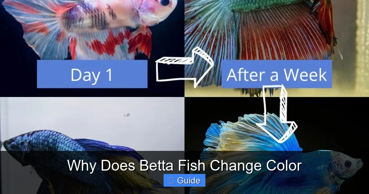 Why Does Betta Fish Change Color