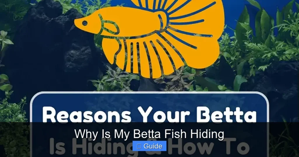 Why Is My Betta Fish Hiding