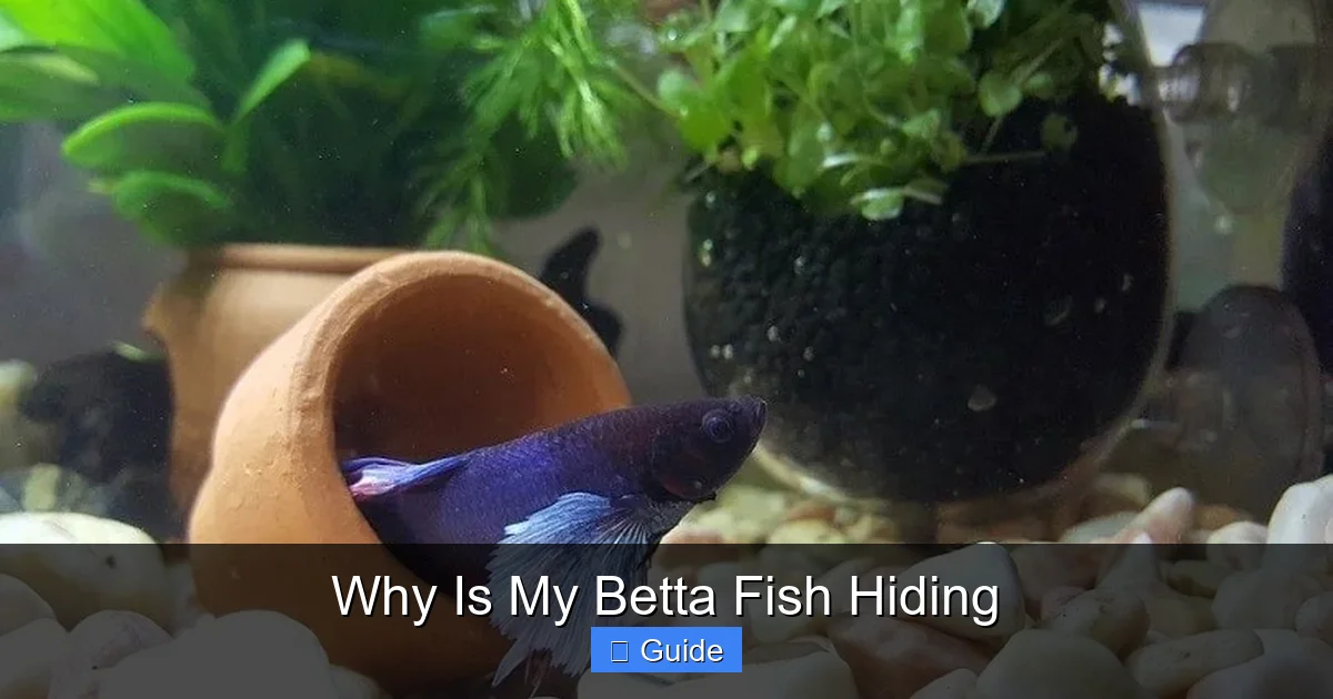 Why Is My Betta Fish Hiding