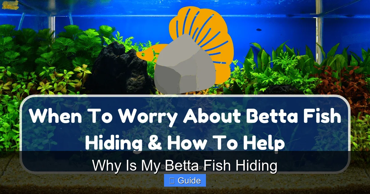 Why Is My Betta Fish Hiding