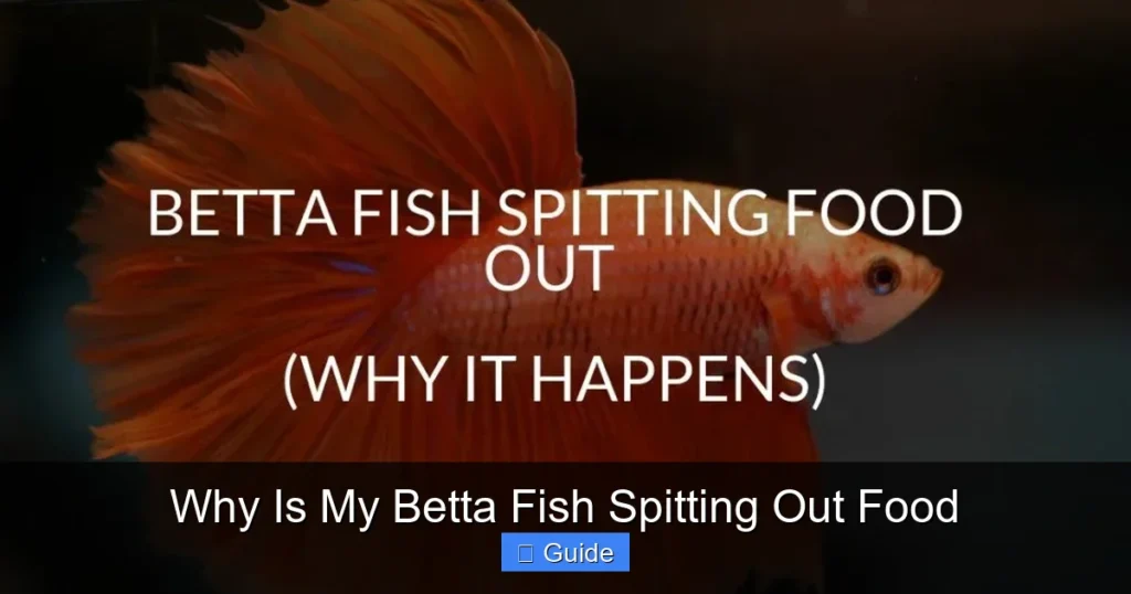 Why Is My Betta Fish Spitting Out Food